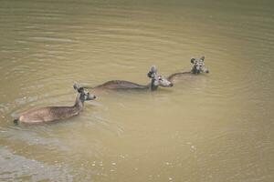 group of sambar deer in flowing river of khaoyai national park thailand photo