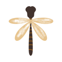 beautiful dragonfly illustration png