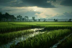 foto de un arroz campos.generativos ai
