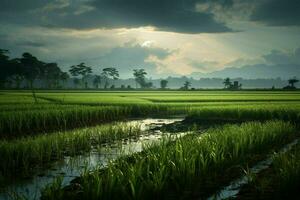 Photo of a rice fields.Generative AI