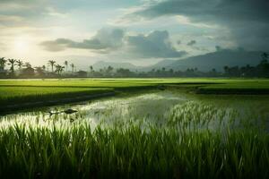 Photo of a rice fields.Generative AI