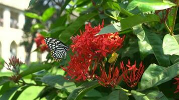 vistoso mariposa volador en flores video