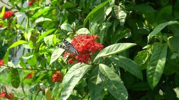 Colorful butterfly flying on flowers video