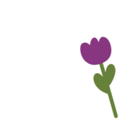 violet rose tulipes png