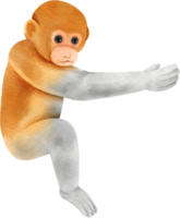 bambino scimmia acquerello png