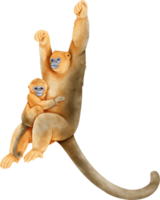 Watercolor Mokey Swinging. Golden snub nosed png