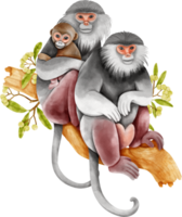 Watercolor wildlife Monkey png