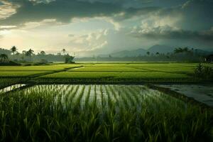 Photo of a rice fields.Generative AI