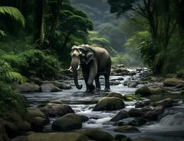 Elephant at the stream in jungle. photo