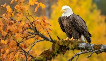 calvo águila pájaro descansando en un rama de un árbol en el selva a otoño. foto