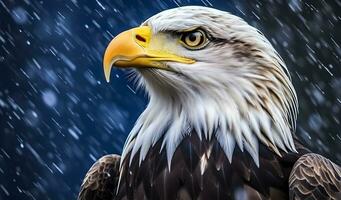 Closeup of bald eagle bird in the jungle photo