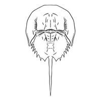 horseshoe crab Outline art vector