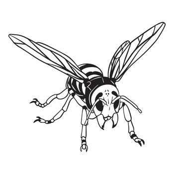 Outline art Killer Bee vector