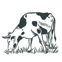 Cow grazing in a meadow ink sketch vector