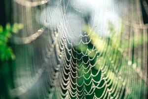 natural background. cobwebs in dew drops on a green plant photo