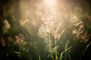 Beautiful natural background of dry grass in the sunshine photo