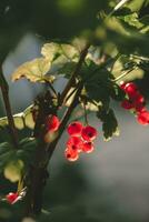 Ripe red currant berries in backlight. Concept of growing your own organic food photo