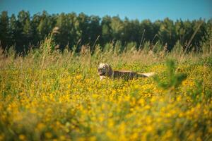 Labrador summer in a field with wildflowers photo