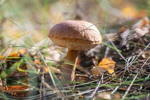 Beautiful moss mushroom grows in the forest, macro photography, autumn photo