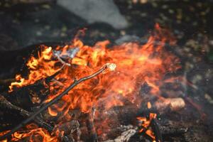 Marshmallows on a stick are held over a fire photo