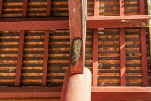 A large beehive is located under the roof beams. photo