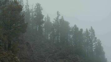 nuage brouillard couvrant les bois dans le montagnes video