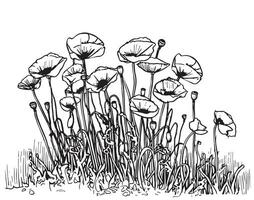 Part of poppy field sketch hand drawn in doodle style Vector illustration