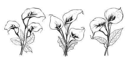 Lilies calla Set sketch hand drawn in doodle style Vector illustration