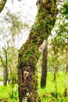 Moss and ferns growing in the trees photo