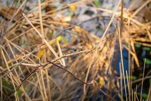 Dragonfly on top of the dry grass photo