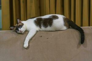 Cat lying on the sofa photo