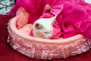 The cat is resting in a soft bed. photo