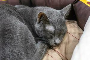 The cat is resting in a soft bed. photo