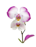 Orchid flower  , AI Generative png