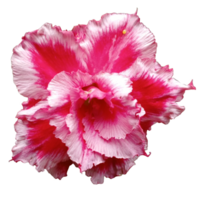 rouge hibiscus fleur ,ai génératif png