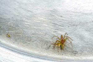 A small spider that lives in the grass on the metal ground. photo