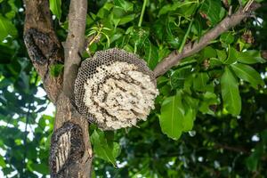 avispa nido o hexagonal decorativo diseño en árbol. foto