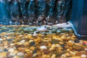 Albino frog in the water photo