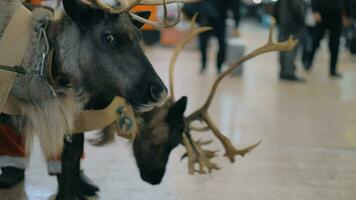 Santa Claus with reindeer at the airport video
