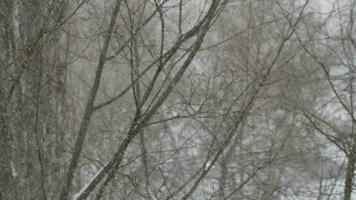 Bare trees under the falling snow video