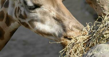 Giraffe taking hay and chewing it video