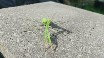 grön gräshoppa bönsyrsa i de vegetabiliska trädgård video