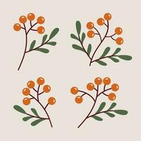 Mountain ash rowan branches and berries in cartoon flat style. Vector illustration