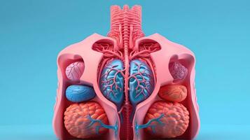 3D illustration mockup of the human organ system, Anatomy, Nervous, circulatory, digestive, excretory, urinary,and bone systems. Medical education concept, Generative AI illustration photo