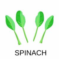 Vector illustration, spinach with isolated white background