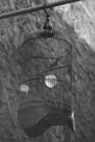 black and white photo of a bird cage made of iron.