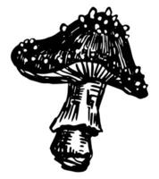 Poison mushroom Amanita muscaria. Fly agaric, fungus in engraving style. Single retro clipart isolated on white. Hand drawn vector sketch illustration.