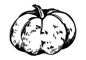 Ink sketch of pumpkin vegetable. Hand drawn vector illustration of autumn season harvest. Retro outline clipart isolated on white.