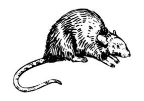 rata bosquejo. realista tinta dibujo de roedor salvaje animal. mano dibujado vector ilustración. retro contorno clipart para decoración aislado en blanco.