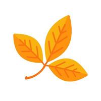 Beautiful leaf composition. Leaves change color in autumn vector